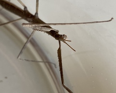 Acanthomima rhipheus