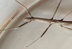 Acanthomima rhipheus