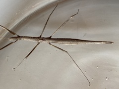 Acanthomima rhipheus