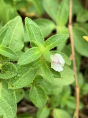 Justicia protracta protracta