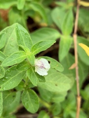 Justicia protracta protracta