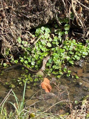 Northern Cottonmouth