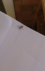 Xanthocryptus novozealandicus
