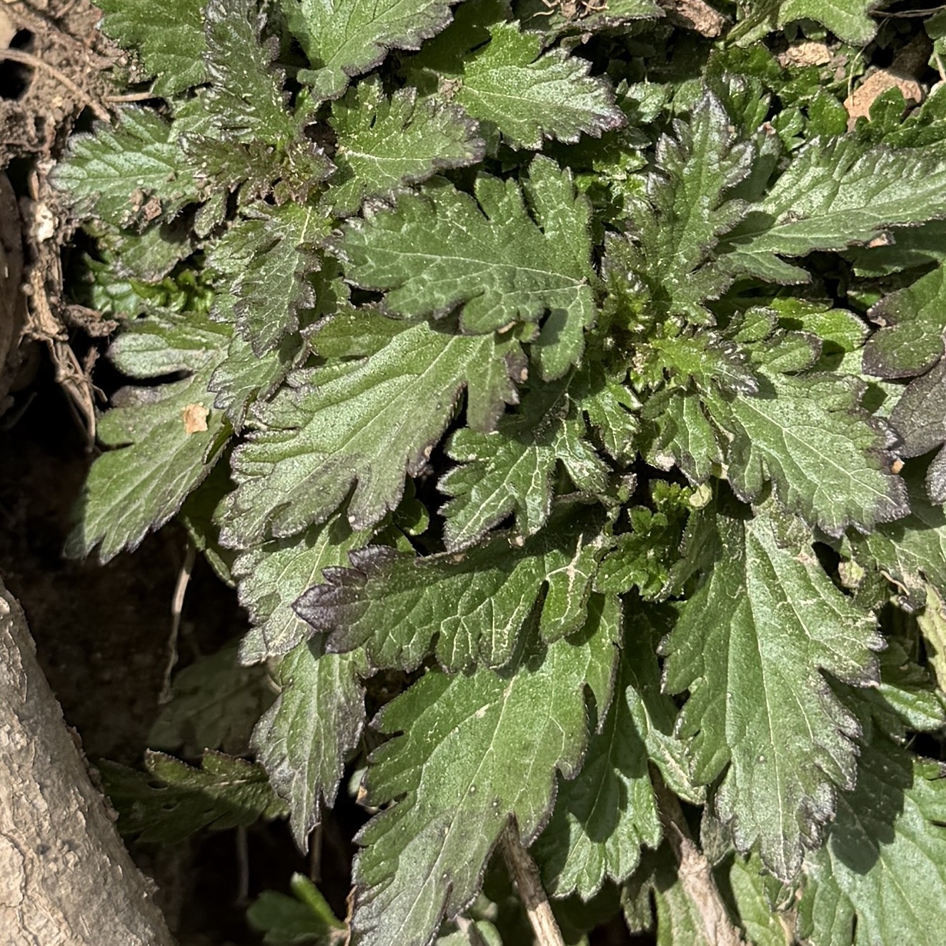 Rose verbena