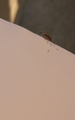 Xanthocryptus novozealandicus