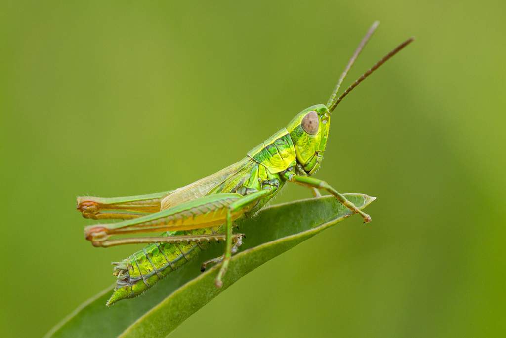 Small Gold Grasshopper
