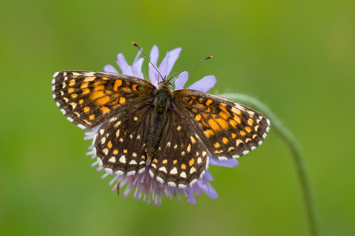 Melitaea diamina (Lang, 1789)