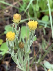Helichrysum mixtum mixtum
