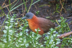 Laterallus ruber