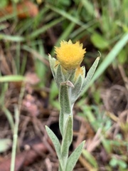 Helichrysum mixtum mixtum
