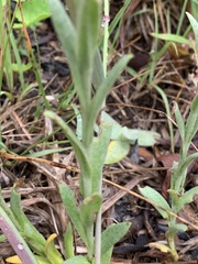 Helichrysum mixtum mixtum