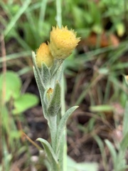 Helichrysum mixtum mixtum