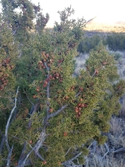 Juniperus pinchotii