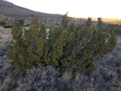 Juniperus pinchotii