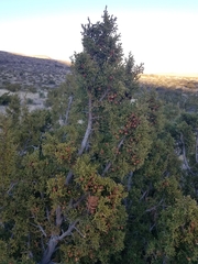 Juniperus pinchotii