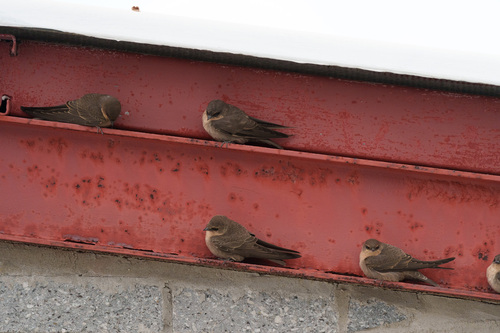 Large Rock Martin (Ptyonoprogne fuligula)