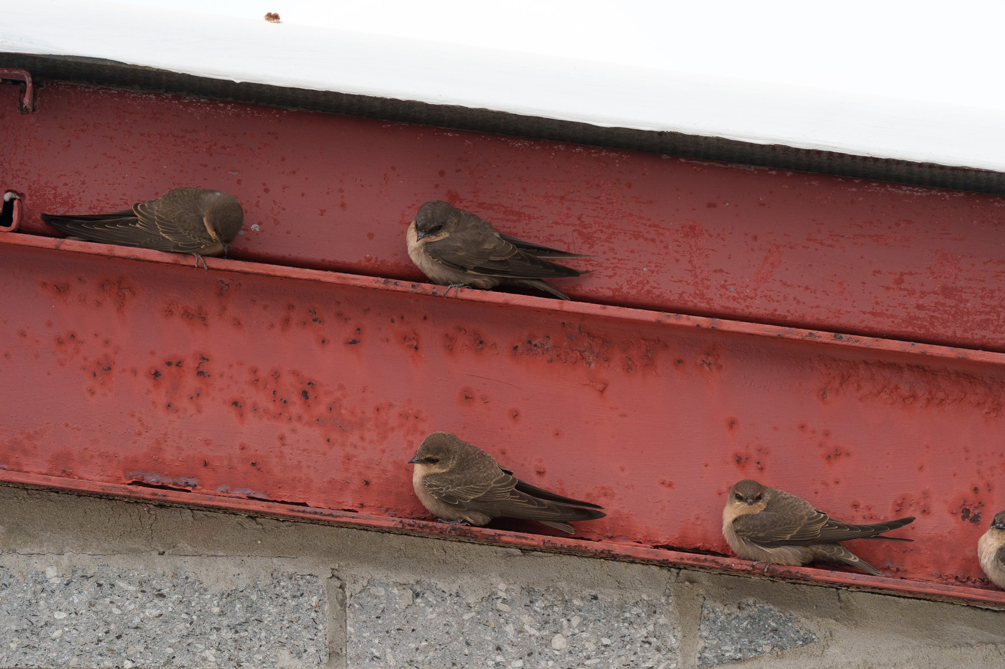 Large Rock Martin (Ptyonoprogne fuligula), photo 1