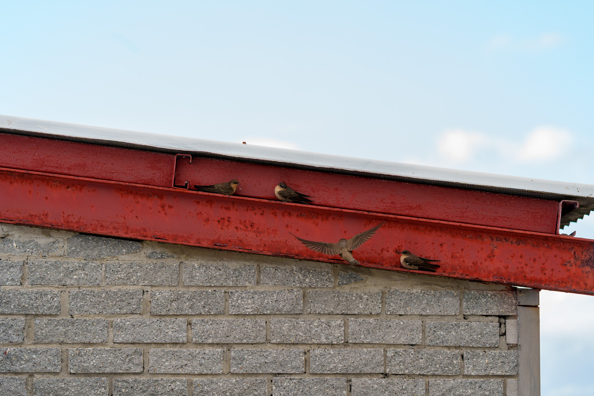 Large Rock Martin (Ptyonoprogne fuligula), photo 4
