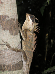 Acanthosaura cardamomensis