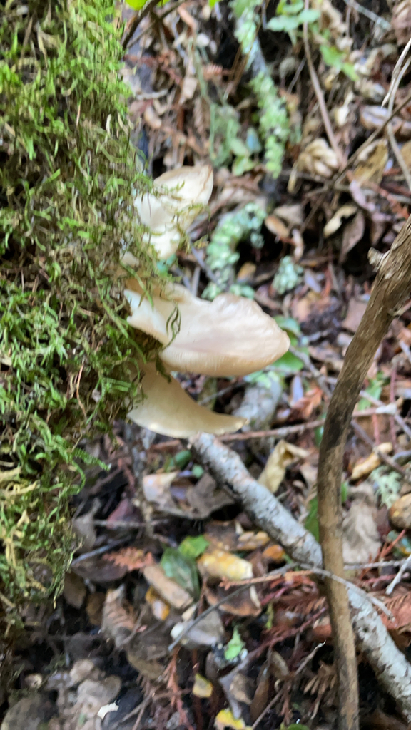 Pleurotus pulmonarius · January 2026 · photo: © dkincmbria (iNaturalist, cc0)