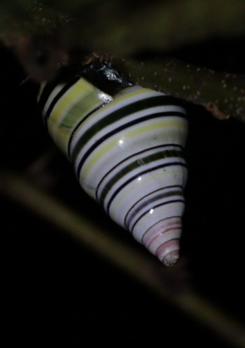 Liguus virgineus, 2025-12-29