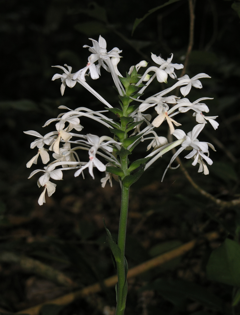 Calanthe nephroglossa