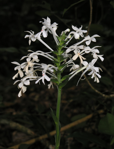 Three-keeled Calanthe (Calanthe triplicata)