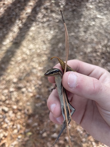 Common Five-lined Skink observed by andersondewig