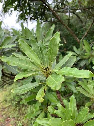 Protorhus longifolia image