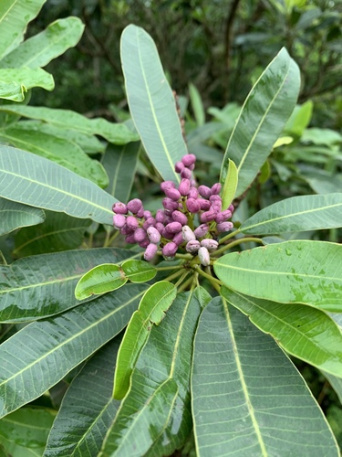 Protorhus longifolia image