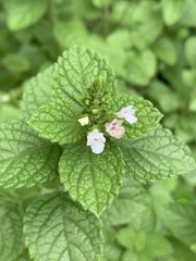 Endostemon obtusifolius