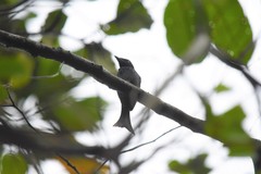 Dicrurus annectens