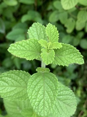 Endostemon obtusifolius