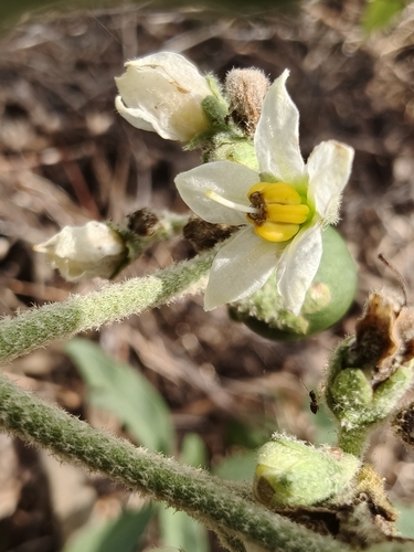 Solanum umbellatum (Solanum umbellatum)