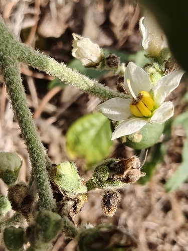 Solanum umbellatum, photograph 2