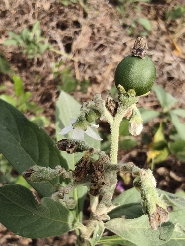 Solanum umbellatum, photograph 3