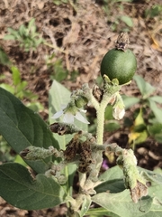 Solanum umbellatum, photograph author not stated, no rights reserved