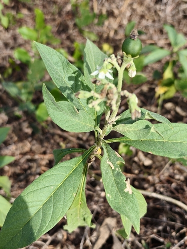 Solanum umbellatum, photograph 4