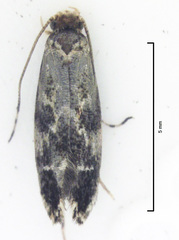 Dryadaula pactolia
