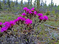Rhododendron lapponicum