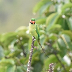 Psittacula longicauda