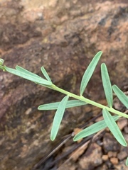 Polygala producta