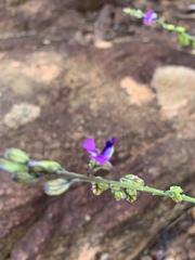 Polygala producta