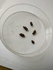 Taphozous mauritianus