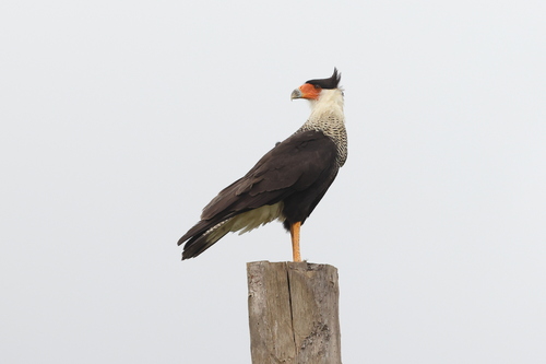 Northern Crested Caracara