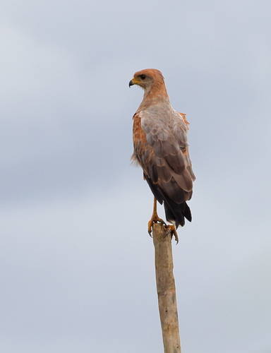 Savanna Hawk