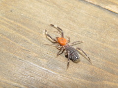 Ammotrechidae