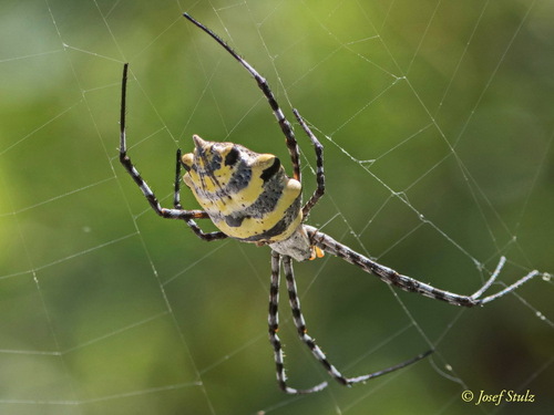 Common Garden Orbweb Spider