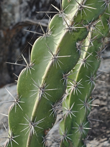 Stenocereus standleyi, photograph 1