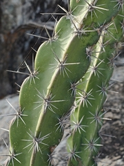 Stenocereus standleyi, photograph author not stated, no rights reserved